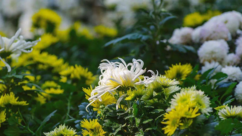 是霜降这一节令的雅事赏菊花古有"霜打菊花开"之说赏菊不然整个冬天