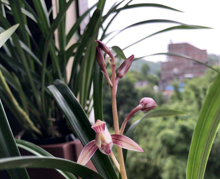 原创入手兰花秋季正当时买了带花苞的建兰市长红怎么避免消苞