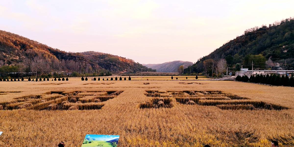 南泥湾国家湿地公园植被茂密鸟类成群人与自然和谐共生