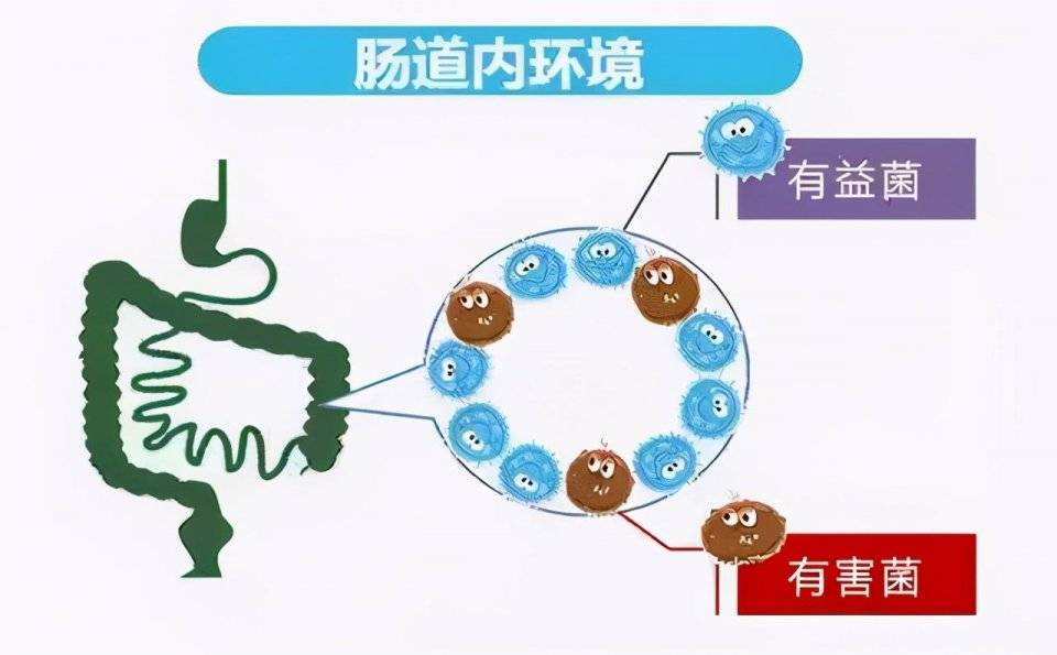 大便不成形和肠道菌群有关,教你调理大便不成形,提高肠道免疫力的方法