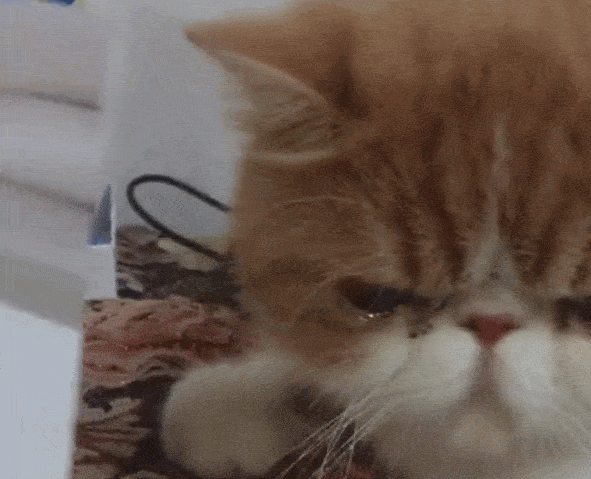 猫咪采访哭泣表情包图片