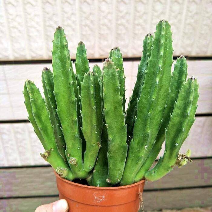 原创养护的盆栽多肉大犀角怎样才能安全度夏看老司机是怎么做的