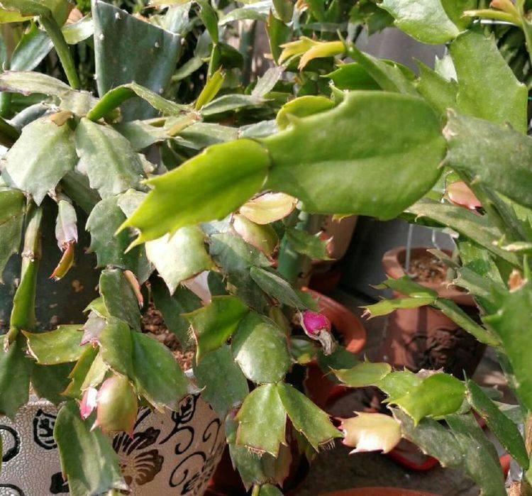 原创夏季蟹爪兰叶片发黄但是不发软叶子变小是什么原因