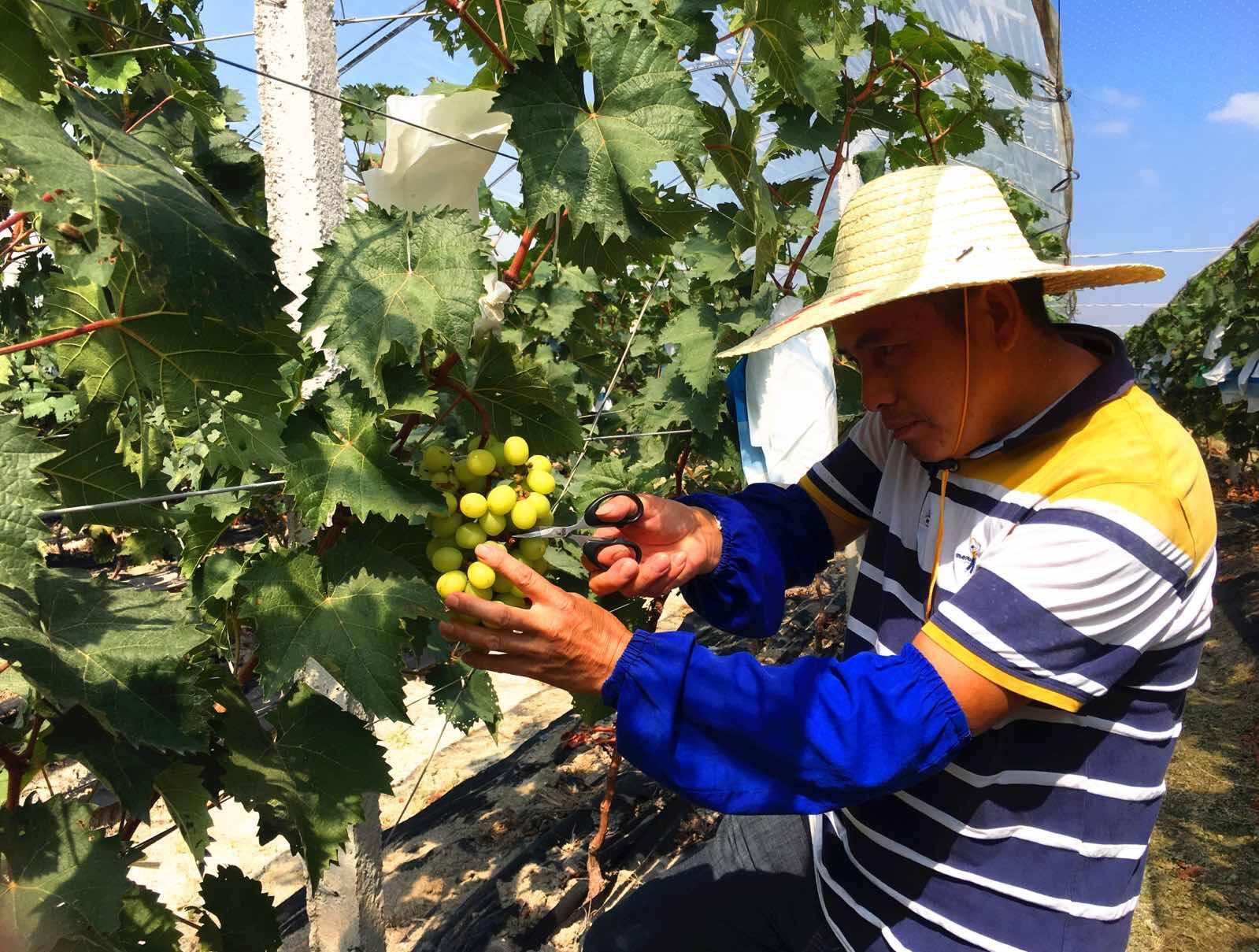 潮南區推薦井都鎮以蔬菜為主導產業,以洪茂種養公司為實施主體申報