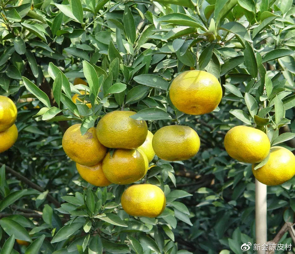 供不应求果价走高原因一:种植与管理成本增加.