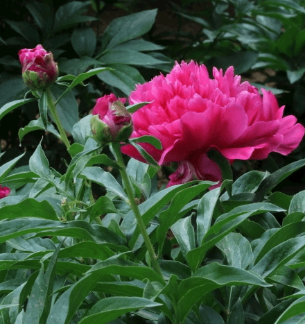 再过15天生肖运势(十二生肖运势2021514)