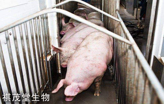 猪腹式呼吸用什么药治疗 猪腹式呼吸用什么药治疗最好