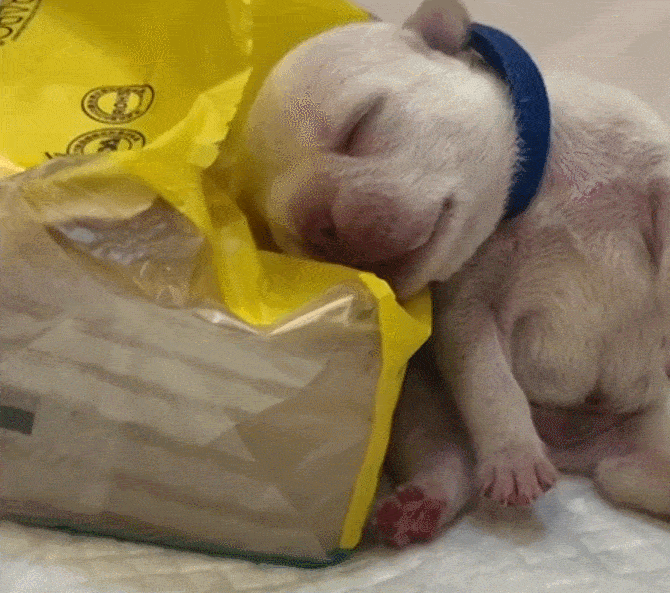 原创小狗歪头睡纸巾上睡觉特别有节奏歪头杀看着都脖子痛