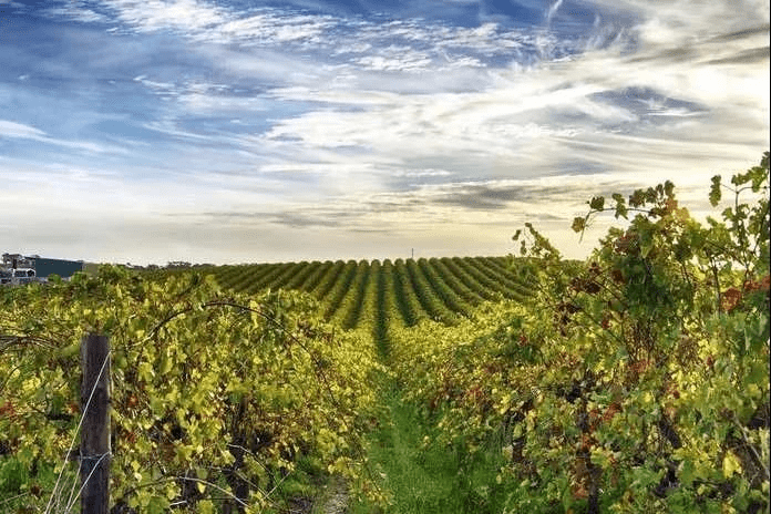 产区|麦克拉伦谷(mclaren vale)_手机搜狐网