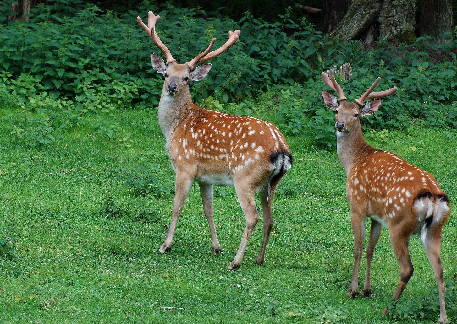 婴儿哭声会引来野兽为什么人类依然要保留如此劣势基因