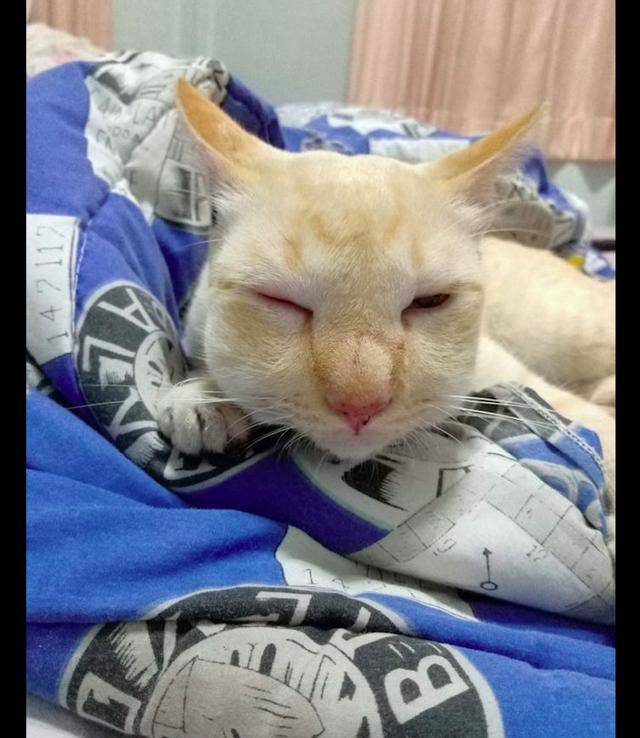 猫咪好奇心重去招惹蜜蜂,结果被叮得鼻青脸肿的,咋这么皮呢?