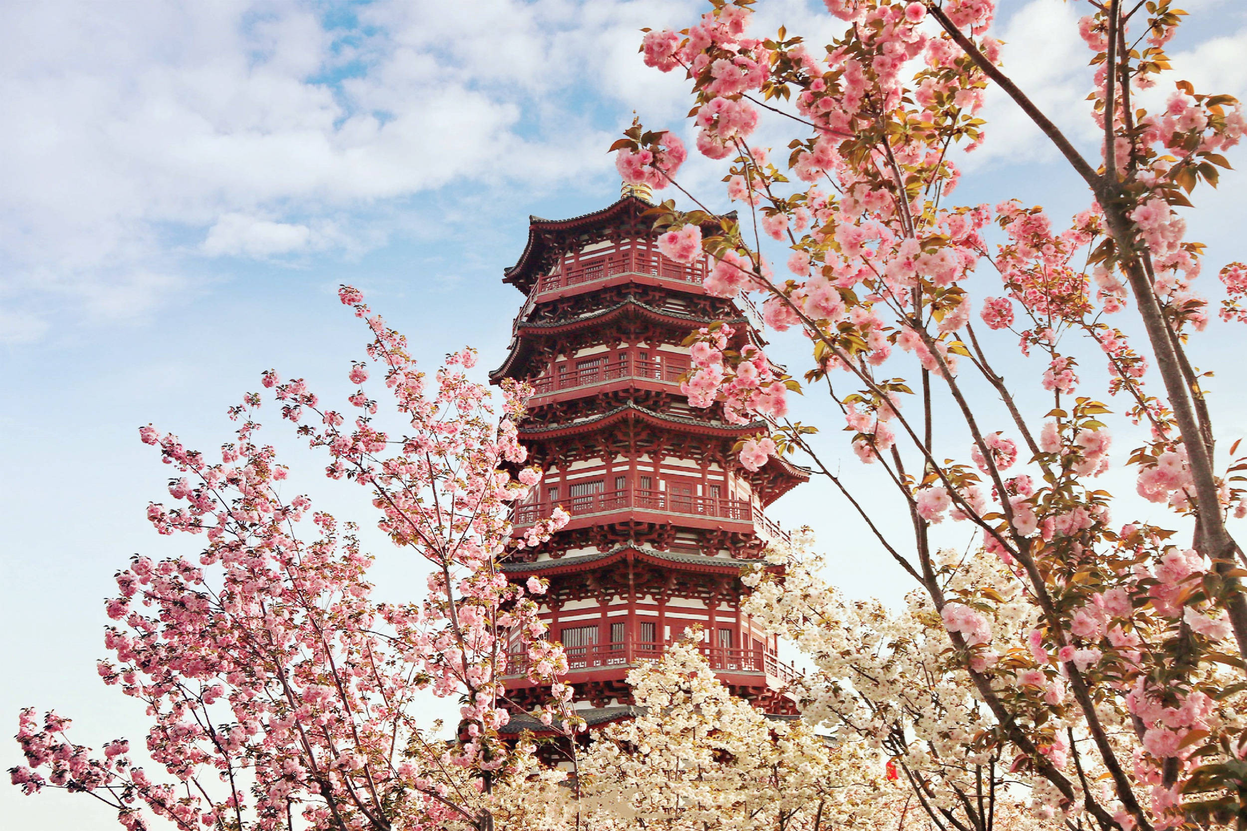 隋唐洛阳天街被认定为世界最早樱花大道