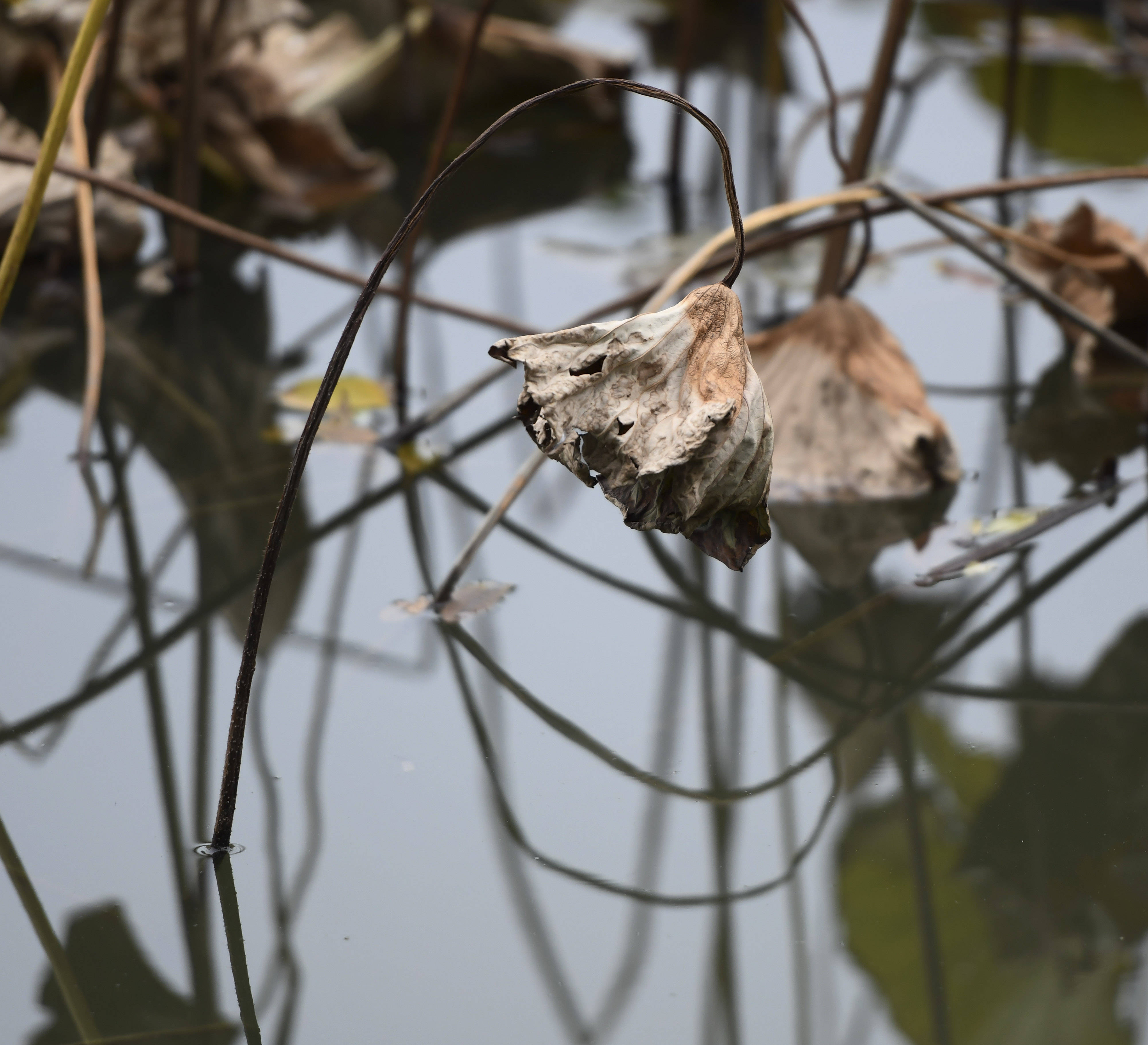 合肥包公园秋天的残荷也很美