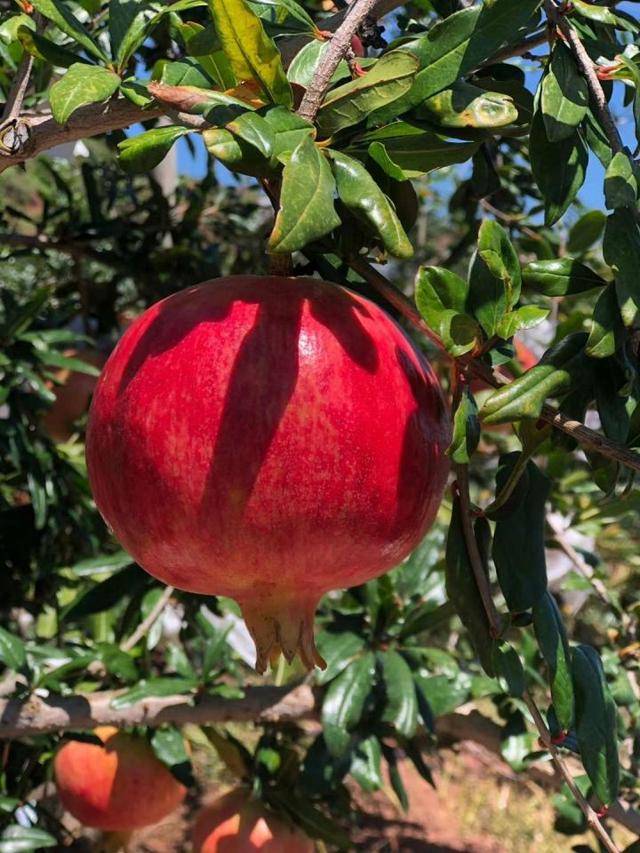 石榴籽能不能吃?_硬度