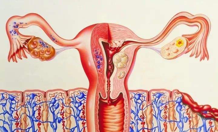 土壤孕育生命宫茹清科普女性子宫内膜多厚会影响怀孕