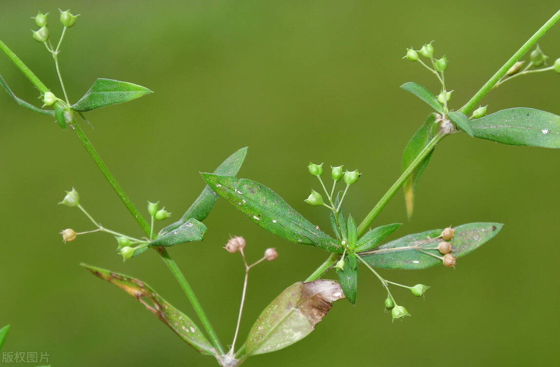 白花蛇舌草近年常用于防癌抗癌也是蛇药疮痈药利尿药