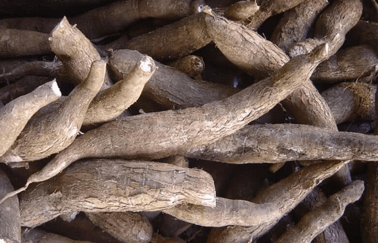 自16世纪,欧洲人将木薯从南美引进非洲后,因耐旱耐瘠在非洲遍地开花