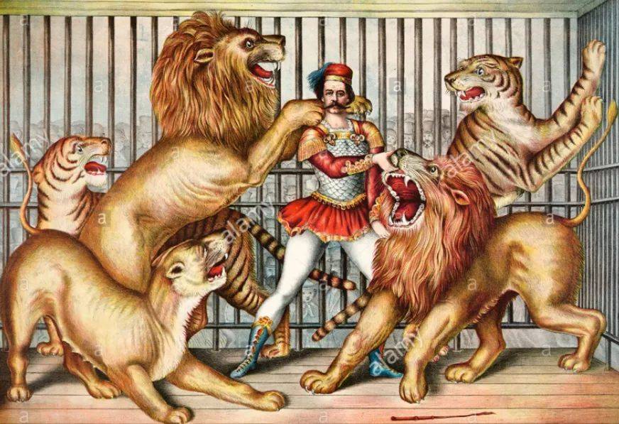 狮子vs老虎:谁才是真正的百兽之王?