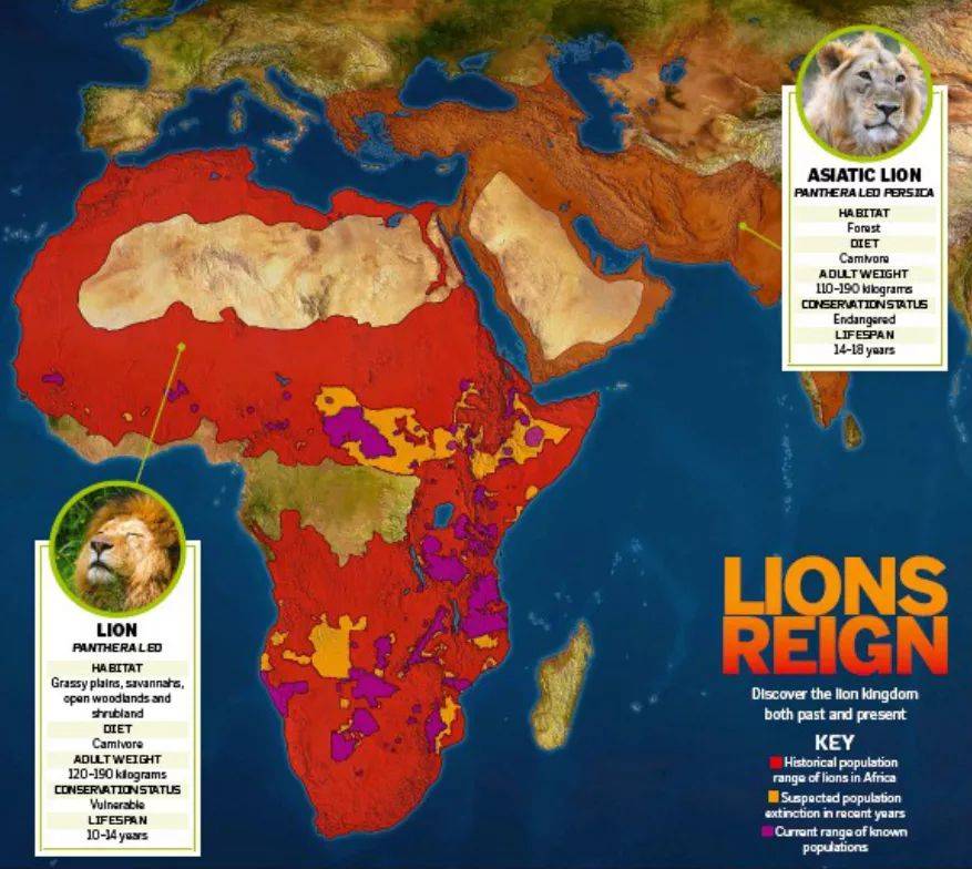 塞伦盖蒂狮群分布图图片