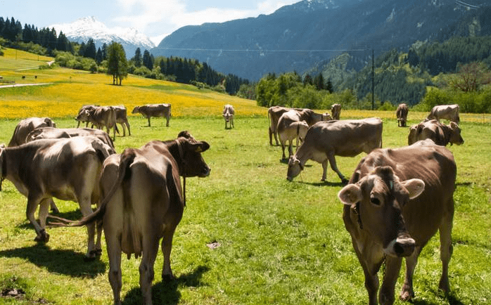 冬季怎样储备牛羊草料,如何防止掉膘,哪些牧草适合青贮