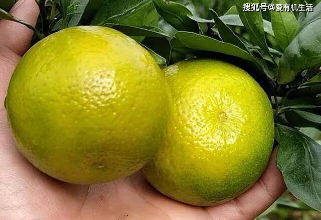 广西武鸣皇帝柑,从青皮开始就纯甜,既有橙子的饱满又有橘子的清香!