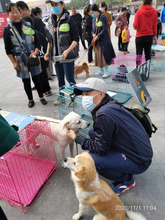 南阳宠物领养大会上志愿者和狗狗流泪了