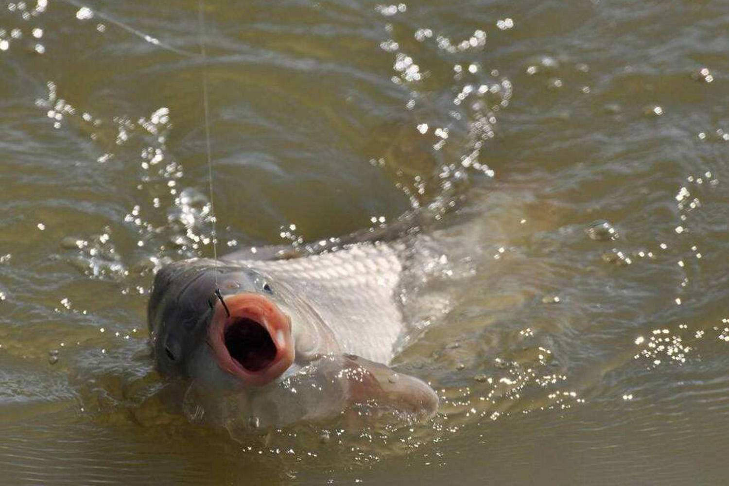 钓鲤鱼用哪种鱼钩最好?钓鲫鱼用哪种鱼钩最好?鱼钩的选择方法