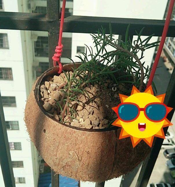 椰子壳是养花宝贝,张大妈用它做花盆,花肥,太全能了_手机搜狐网