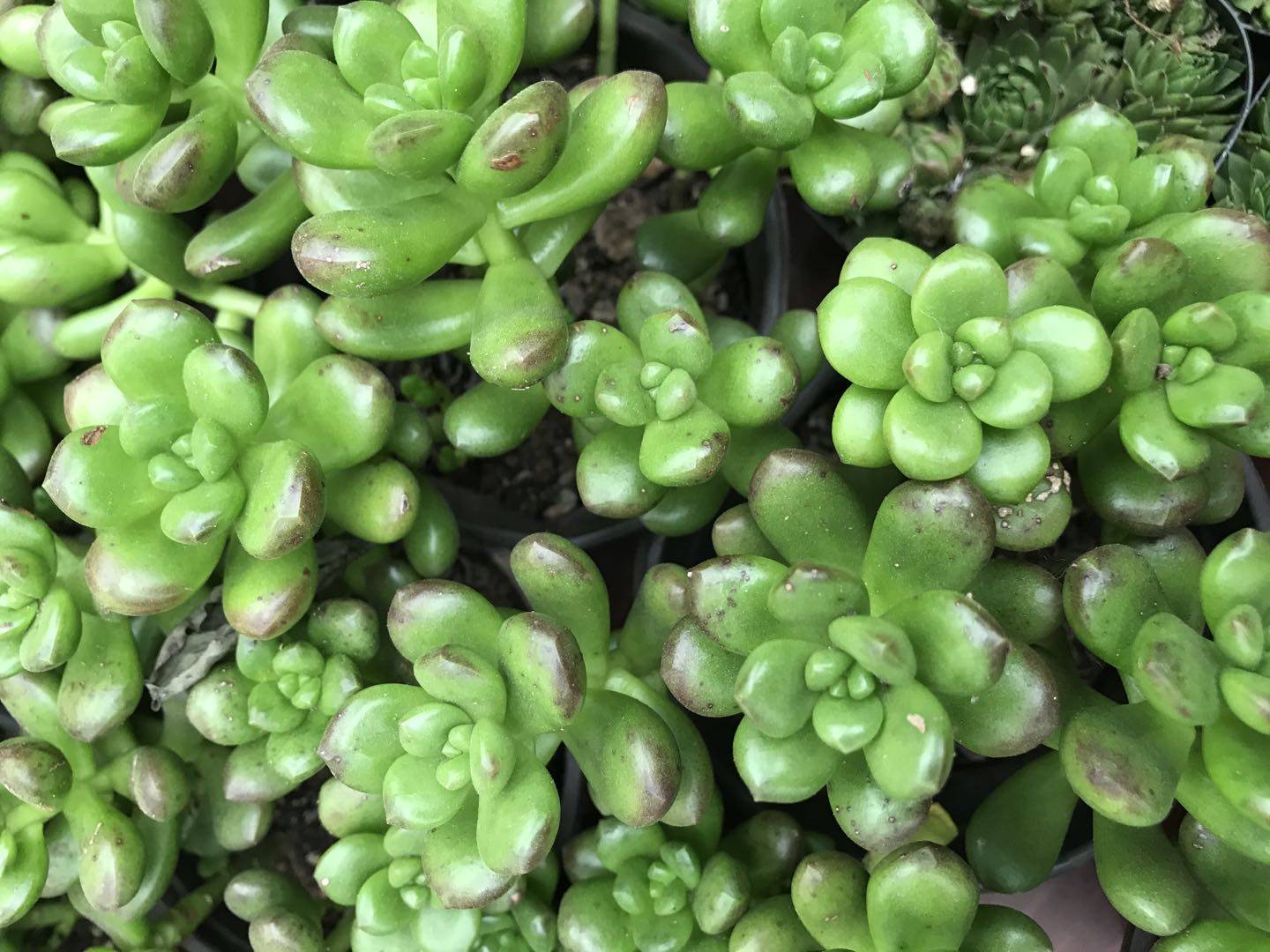 丸叶松绿的脆嫩