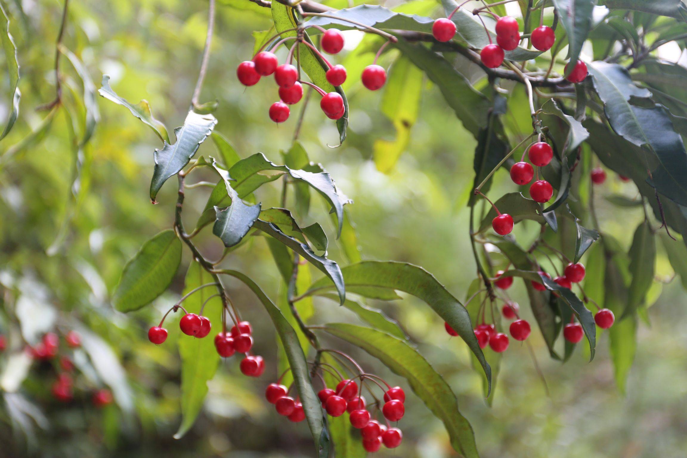 庆元植物1307-紫金牛科-紫金牛属-大罗伞树_手机搜狐网