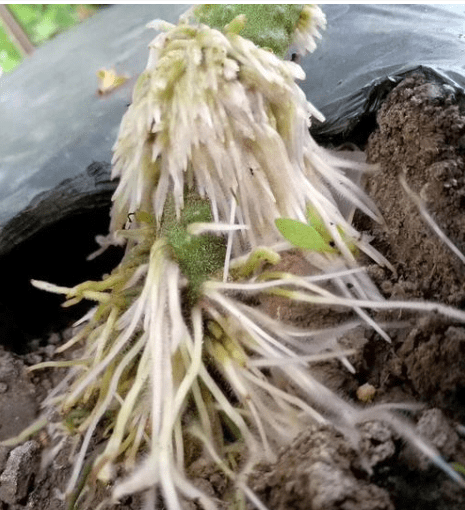 番茄茎基部不定根是病吗如何预防番茄不定根的生长