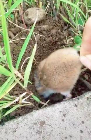 原创土里面只漏后半身主人着急一提起来当场被仓鼠萌哭