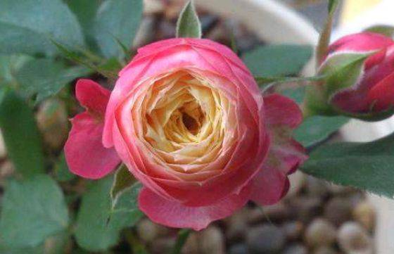 室内养花就养一盆"浪漫比克",颜色鲜明,植株矮小适合盆栽养