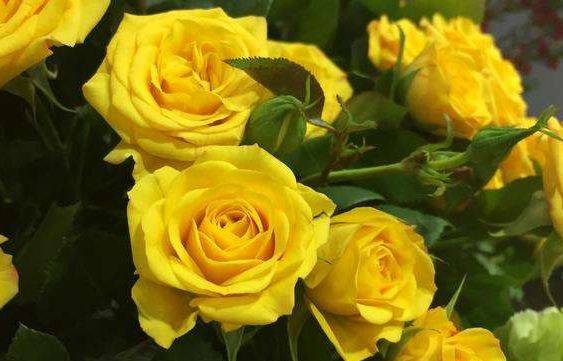 喜欢玫瑰不如养一盆"梦幻芭比玫瑰",鲜艳明亮,观赏性价值极高