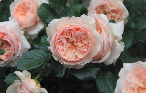 新手养花就养一盆亚伯拉罕达比花大色艳花期长适合盆栽养