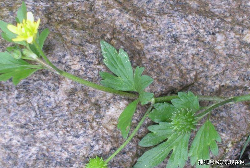 对于生长在农村的小伙伴们来说,农村房前屋后,沟塘路边各种各样的野草