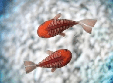 哇哦，看呆了！石頭里竟然有魚！
