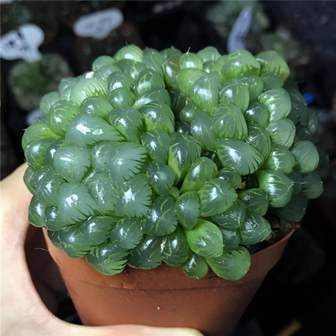 原创多肉玉露不一般叶子晶莹剔透很饱满冬天这样养长得更好