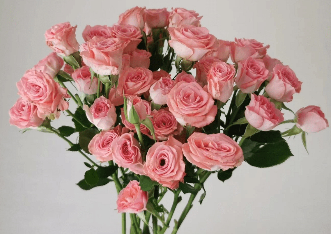 多头玫合集 | 因为值得,所以美丽!