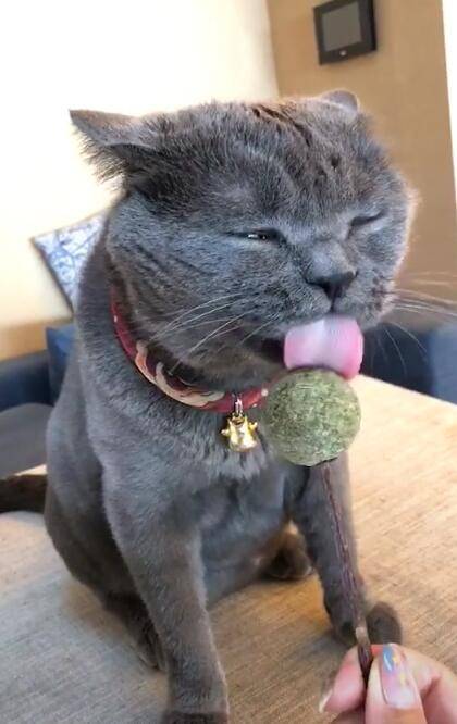 猫咪舔棒棒糖过瘾,闭着眼睛狂舔,享受的小表情萌呆!