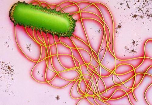 沙门氏菌是一种常见的食源性致病菌