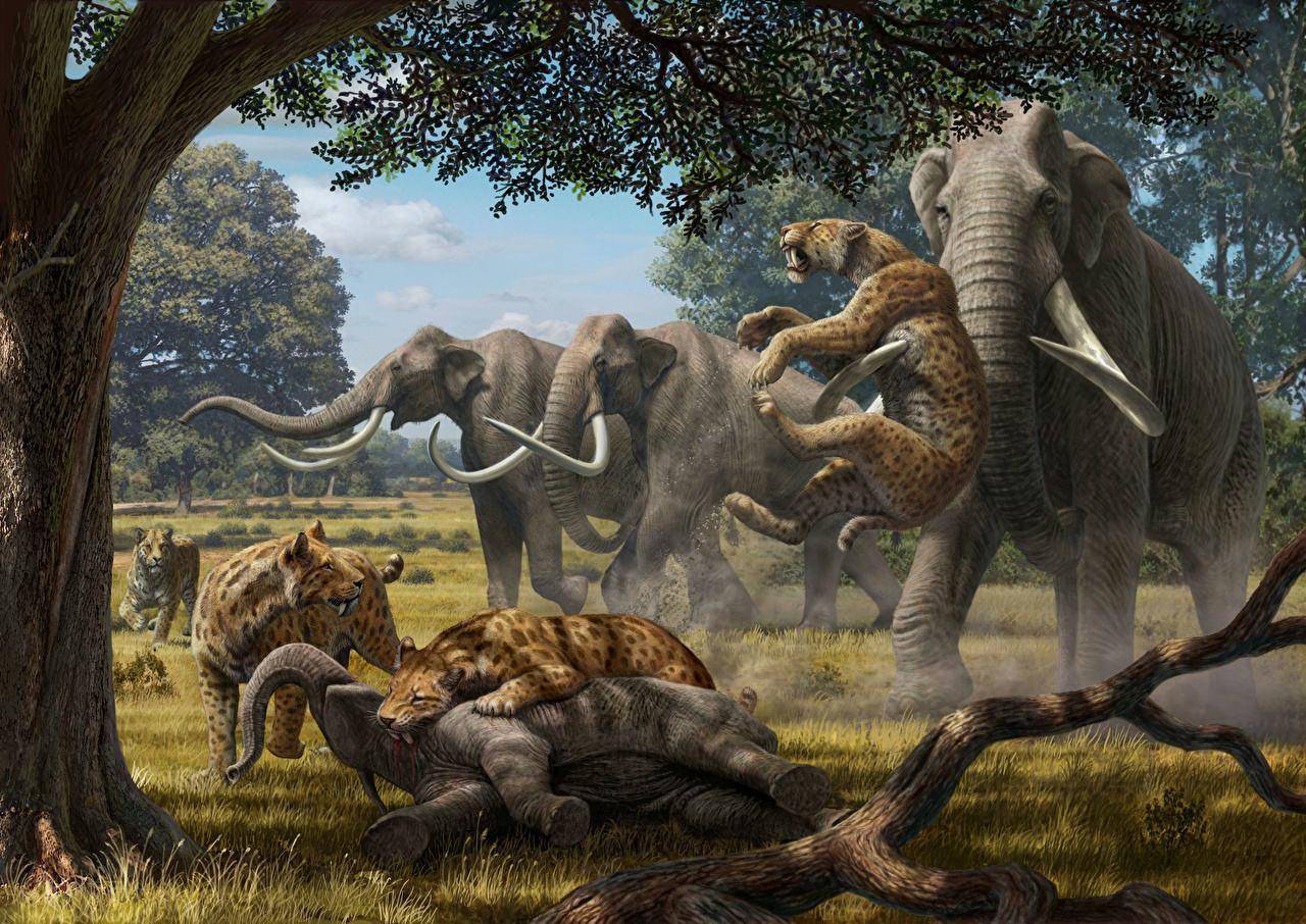 史前巨兽猛犸象究竟是怎么灭绝了?真的不是人类所为吗?