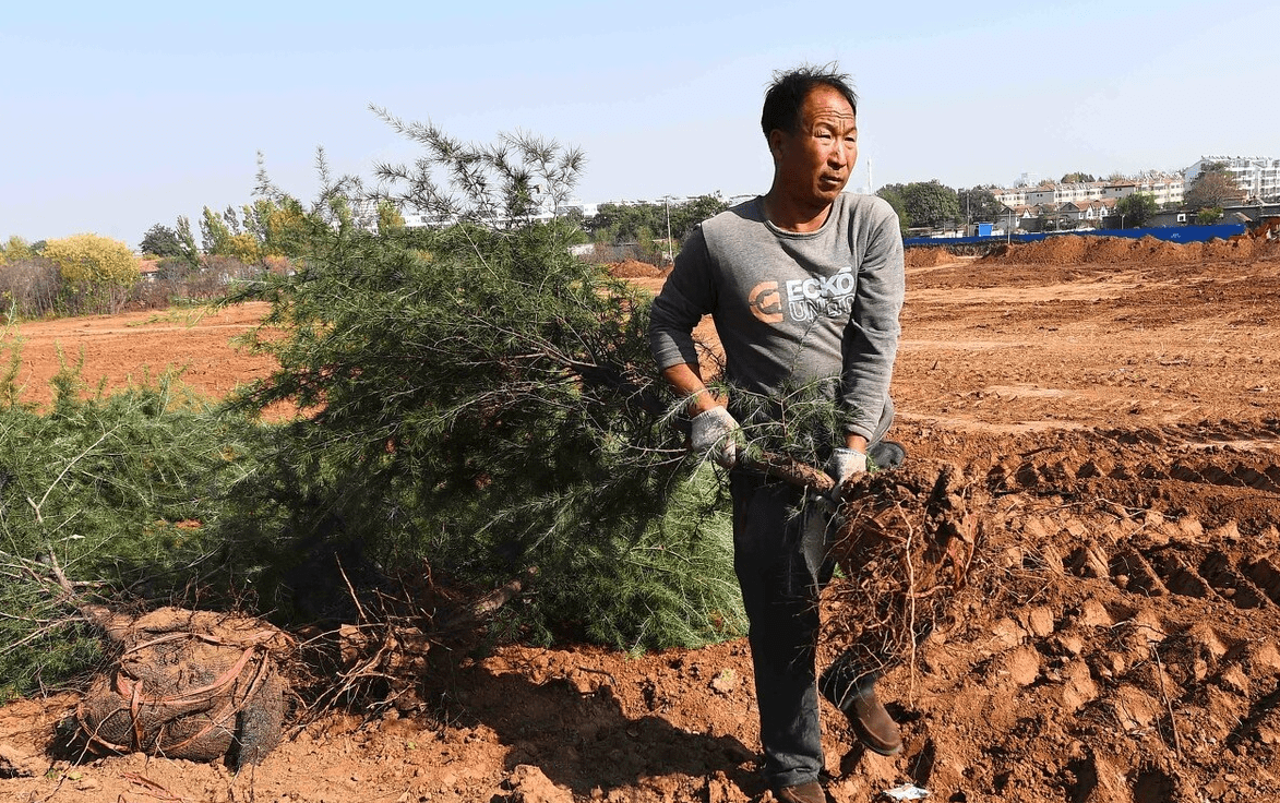 农村俗语"冬前栽树来年看,来年多长一尺半"是啥意思,有道理吗