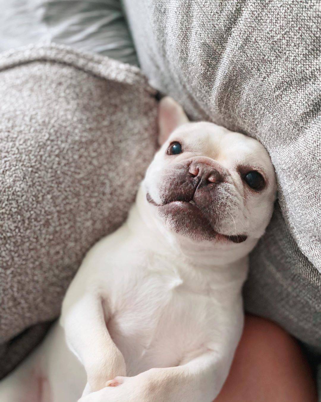 怎样喂能让狗狗不护食,宠物课堂,法国斗牛犬哪里买