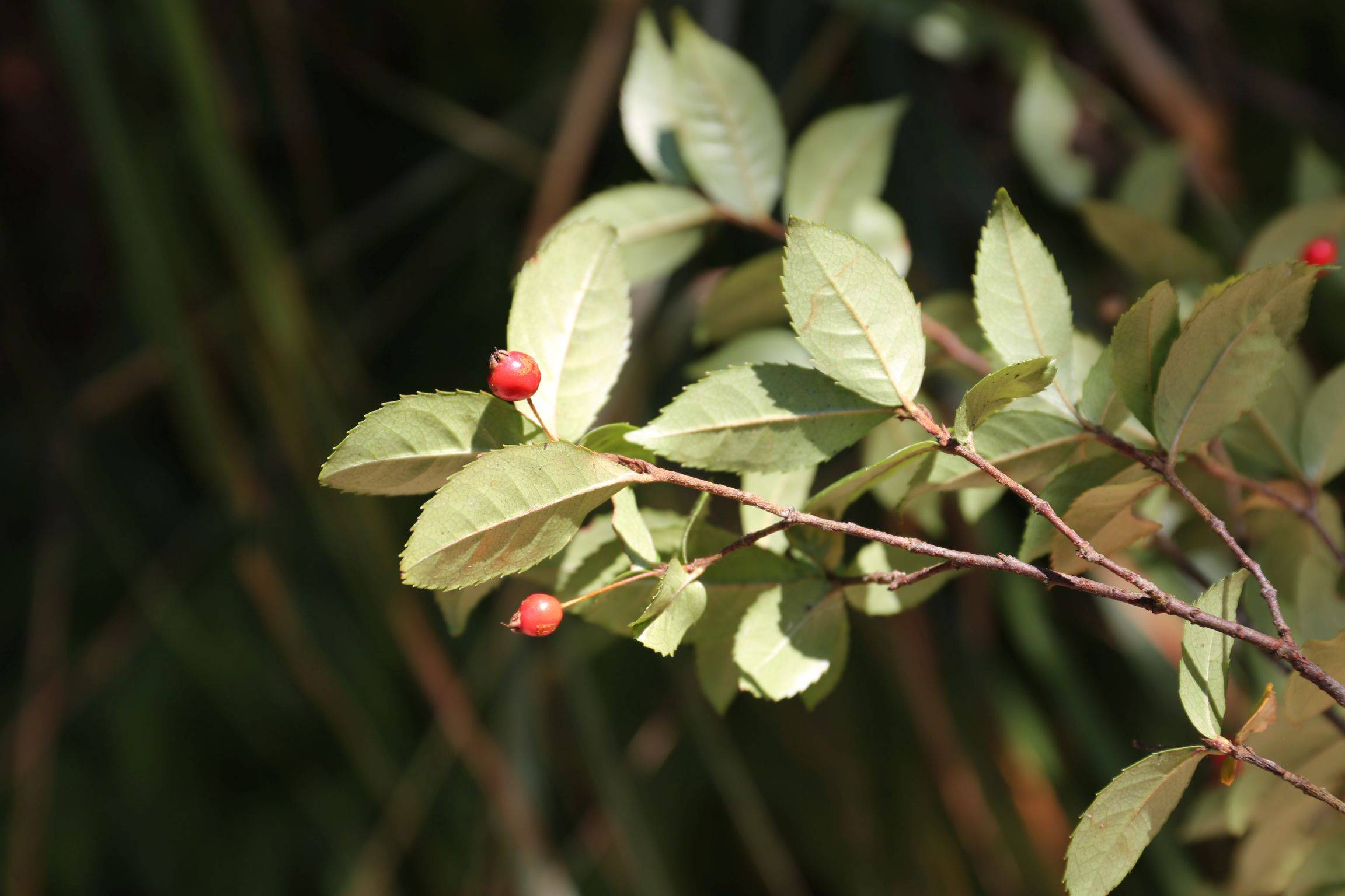 庆元植物1312-蔷薇科-石楠属-浙江石楠_手机搜狐网