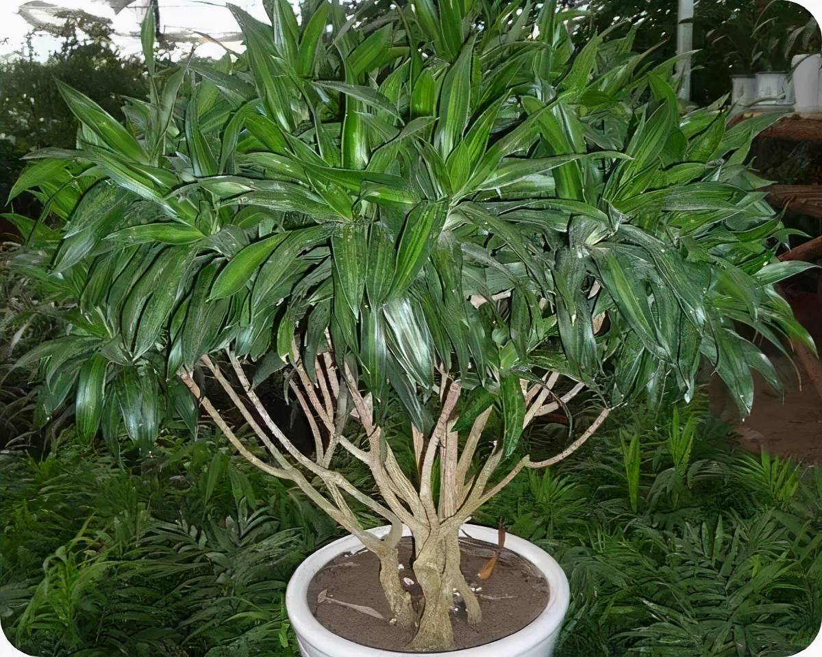 百合竹寓意着富贵吉祥摆在家中是极好的.