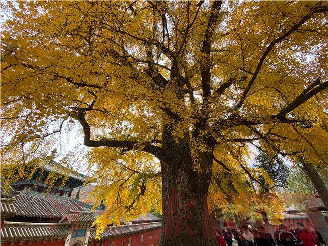 深秋时节,嵩山少林寺内,古银杏树一片金黄,美不胜收,吸引不少游客前来