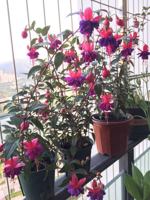 原创4种艳丽花忒难养养花功底薄根本养不活年年白花钱