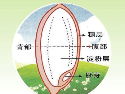 养衍堂稻米油天赐营养源做菜好帮手