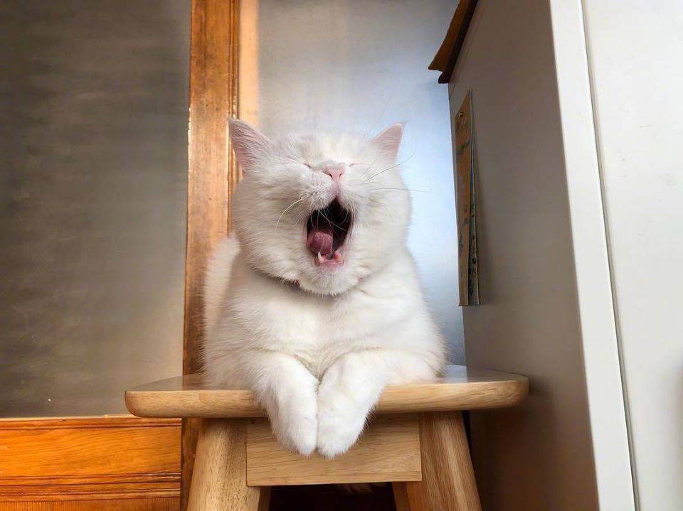猫咪正不正经看它打哈欠的样子就知道了